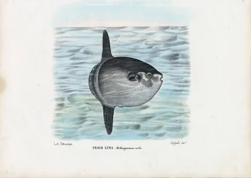 Ocean Sunfish, 1863-79